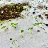 Beauty from Ashes Plantable Wellness Mix Seed Card