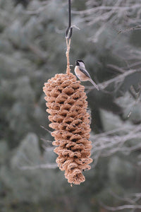 Giant Pine Cone Bird Seed