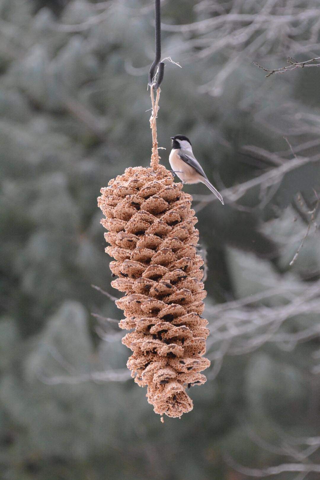 Giant Pinecone Bird Seed