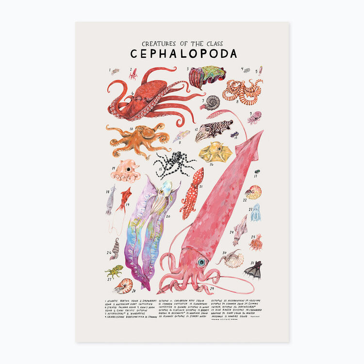 Cephalopoda