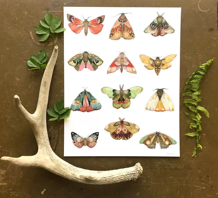 Moth Series - Collector by Jess Polanshek