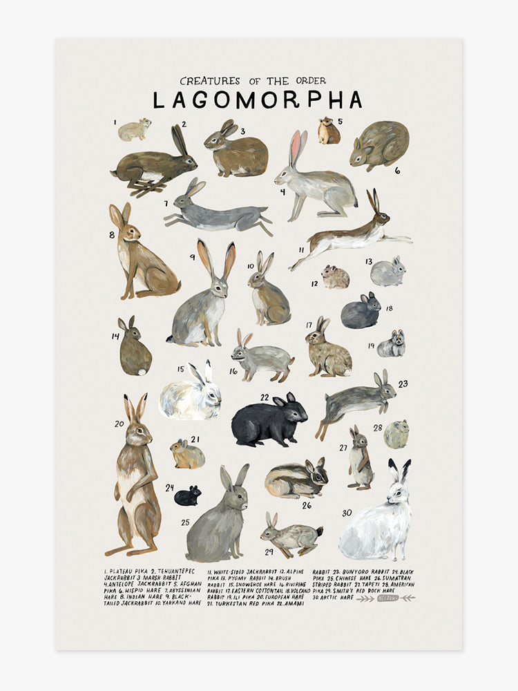 Lagomorpha