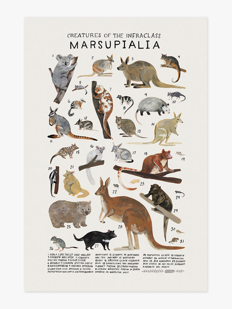 Marsupialia