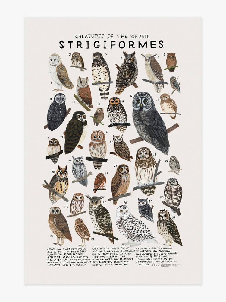 Strigiformes